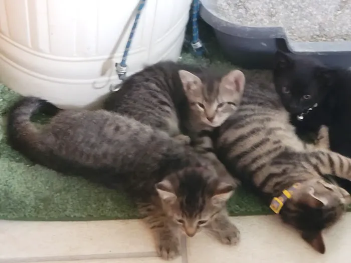 Vetco Vaccination Clinic Picture 5