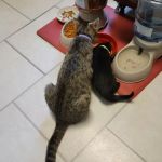 Vetco Vaccination Clinic