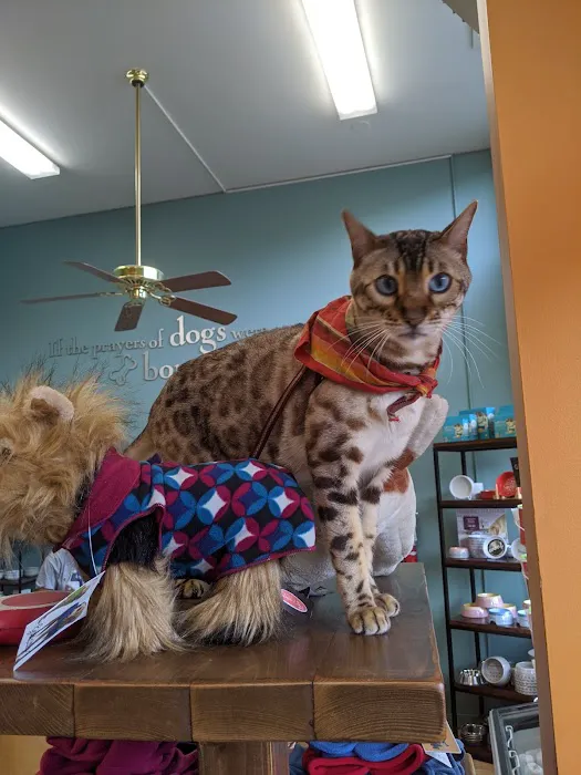 All The Best Pet Care - Madison Picture 5