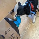 All The Best Pet Care - Madison