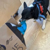 All The Best Pet Care - Madison ico