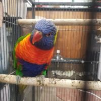 Little Amazon Fish & Pet ico