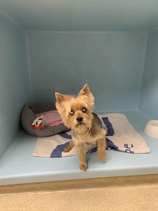 Meadow Veterinary Hospital Picture 1