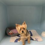 Meadow Veterinary Hospital