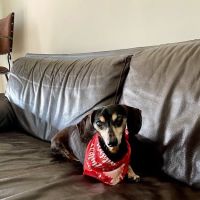 Animal Specialty Center ico