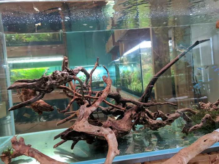 Aquarium Zen, LLC Picture 5