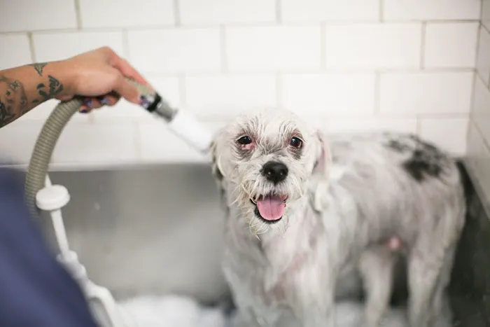 Rye Harrison Veterinary Hospital Picture 3