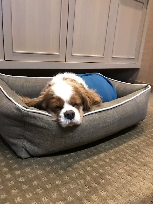 All The Best Pet Care - Edmonds Picture 10