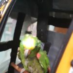 Rye Harrison Veterinary Hospital