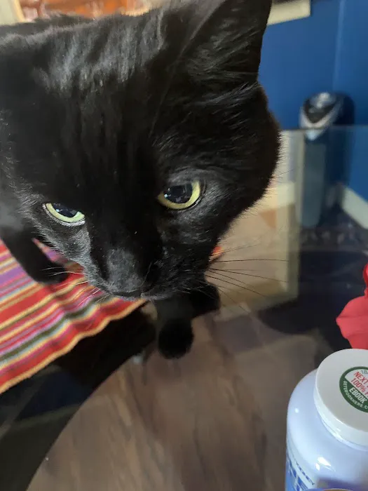 Natural Vet for Pets P.C. Picture 2