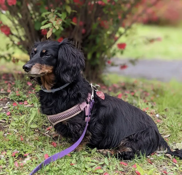Natural Vet for Pets P.C. Picture 10