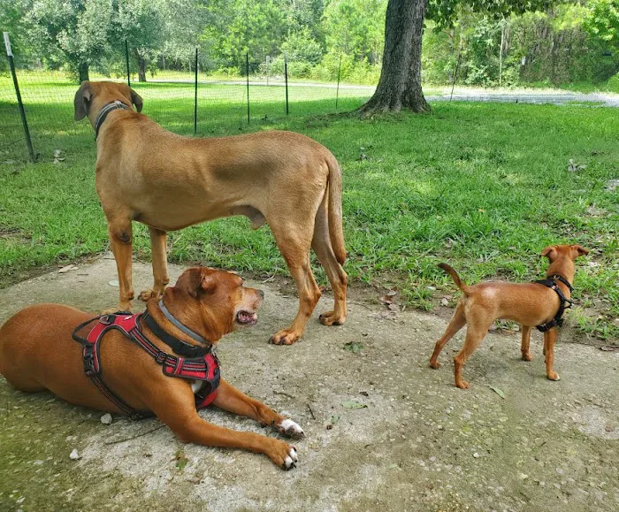 Natural Vet for Pets P.C. Picture 3