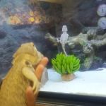Petco