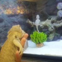 Petco ico