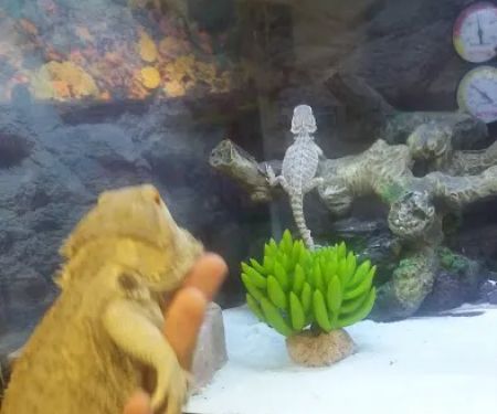 Petco
