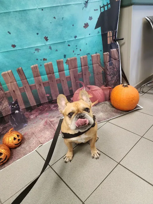 Central Animal Hospital Picture 2