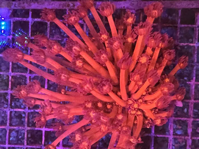 Seattle Corals Aquariums Picture 3