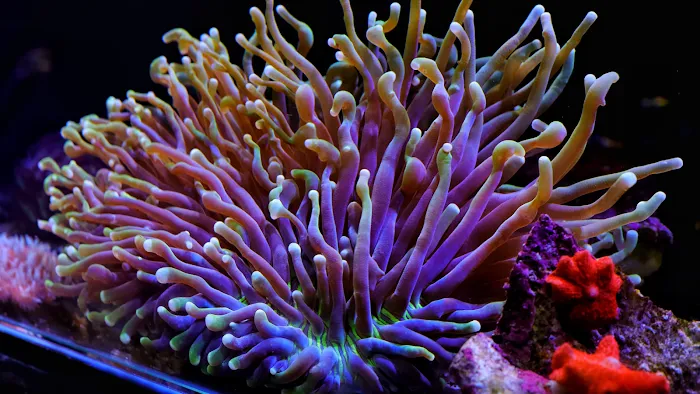Seattle Corals Aquariums Picture 1