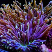 Seattle Corals Aquariums ico