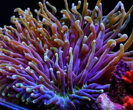 Seattle Corals Aquariums