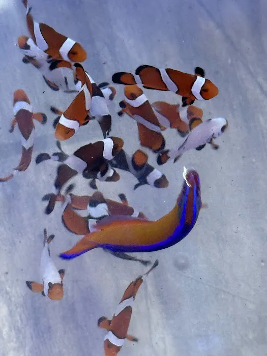 Seattle Corals Aquariums Picture 9