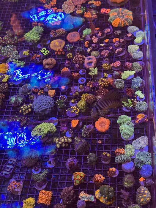 Seattle Corals Aquariums Picture 6