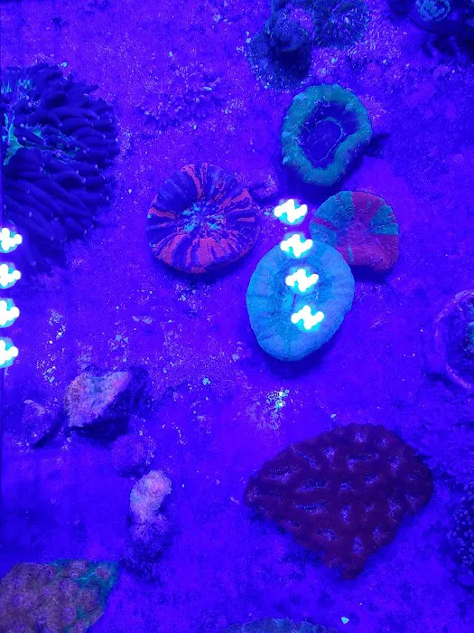 Sea King Aquariums Picture 9