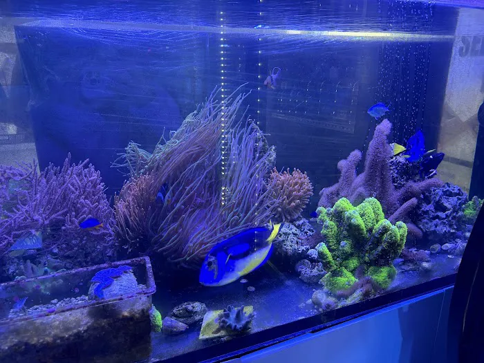 Sea King Aquariums Picture 7