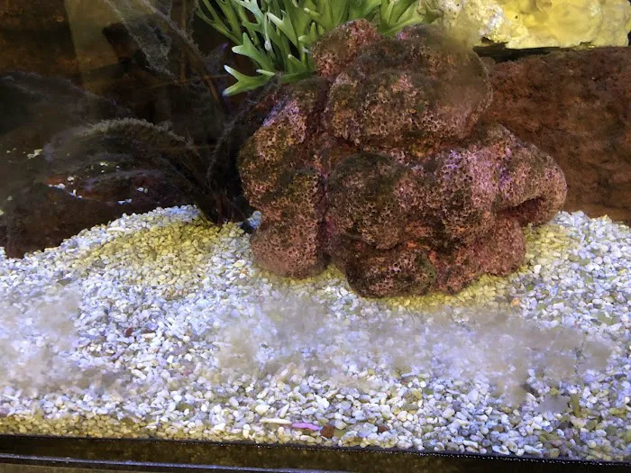 Clayton Aquarium Corporation Picture 8