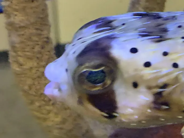 Clayton Aquarium Corporation Picture 6