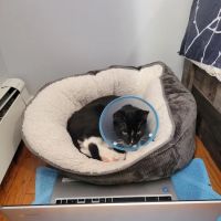 Overpeck Creek Animal Hospital ico