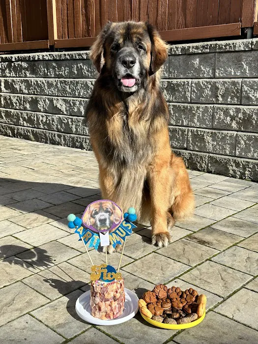 The Seattle Barkery Picture 9