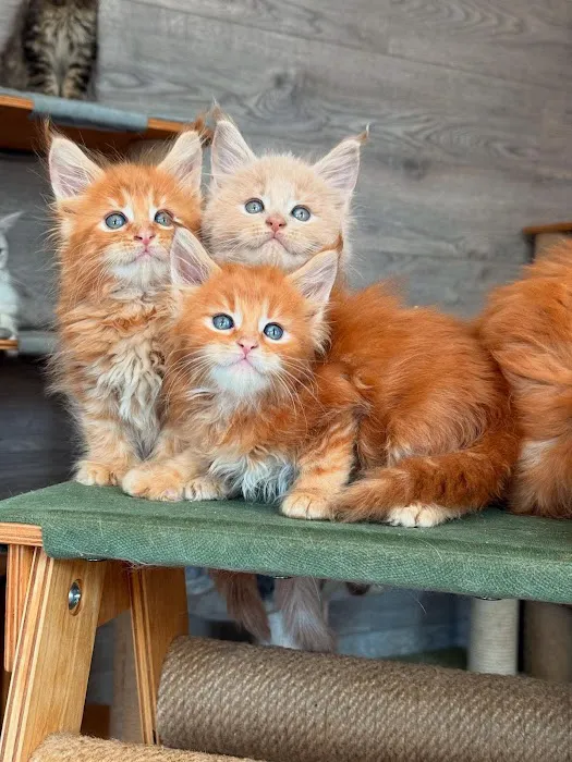 Kittylandkittens LLC Picture 1