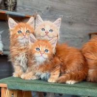 Kittylandkittens LLC ico