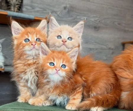 Kittylandkittens LLC