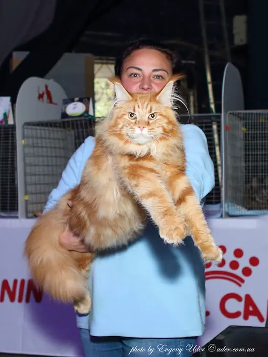 Kittylandkittens LLC Picture 6