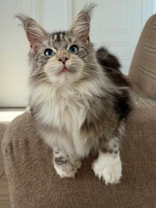 Kittylandkittens LLC Picture 8