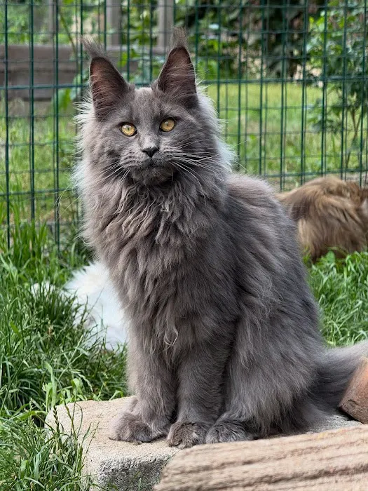 Kittylandkittens LLC Picture 7