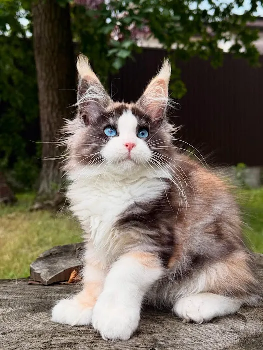 Kittylandkittens LLC Picture 5