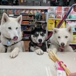 All The Best Pet Care - Lake City