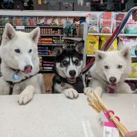 All The Best Pet Care - Lake City ico