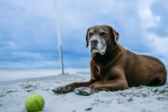 Vetcierge Care Picture 4