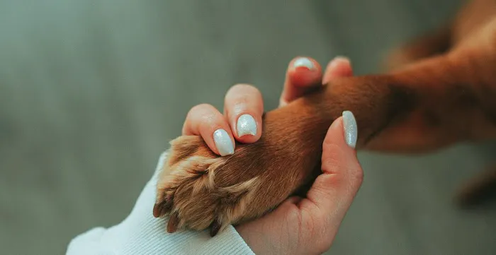 Vetcierge Care Picture 1