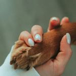 Vetcierge Care