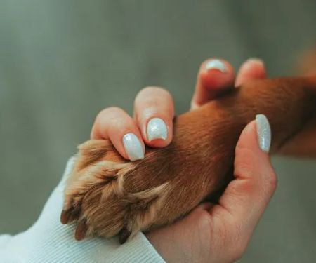 Vetcierge Care
