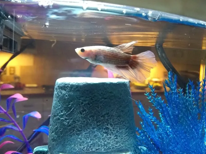 The Fish Store Picture 10