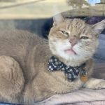 Bergenfield Animal Clinic