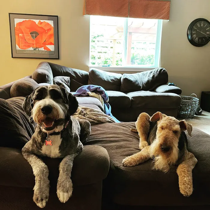 Maser's Grooming and Pet Boutique, inc Picture 10