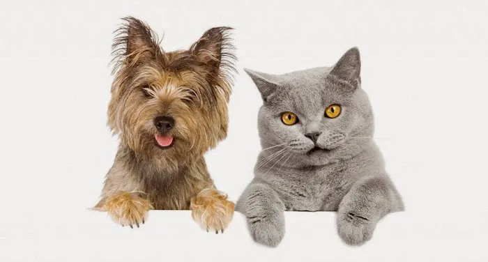 Downtown Veterinary Clinic Picture 2