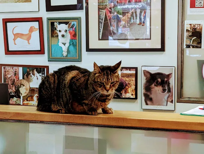 Downtown Veterinary Clinic Picture 9